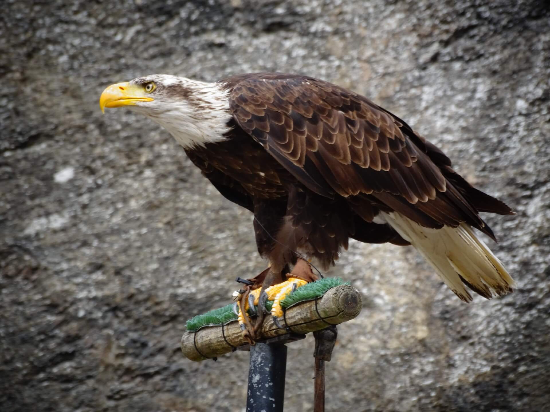 Book your best Abu Dhabi Falcon Hospital  tours & packages now