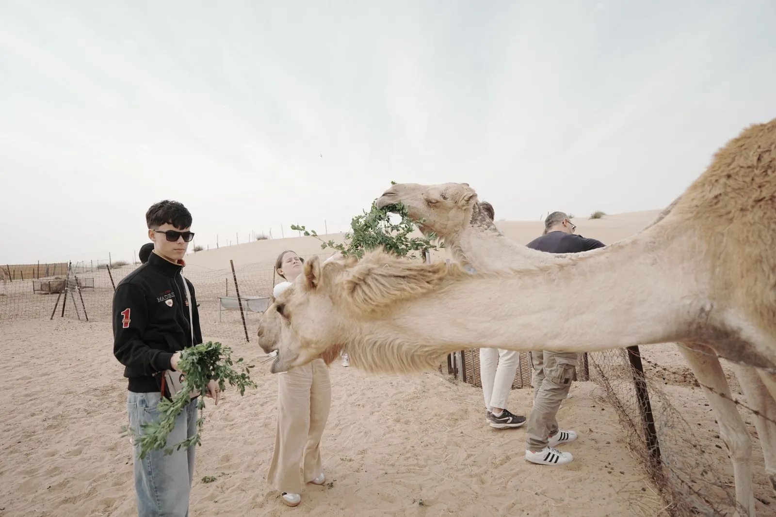 our family guest feeding camels in al khatim desert