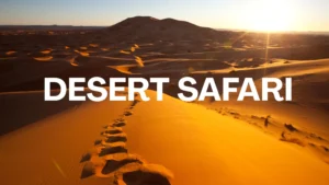 Is Safari Better in Dubai or Abu Dhabi?