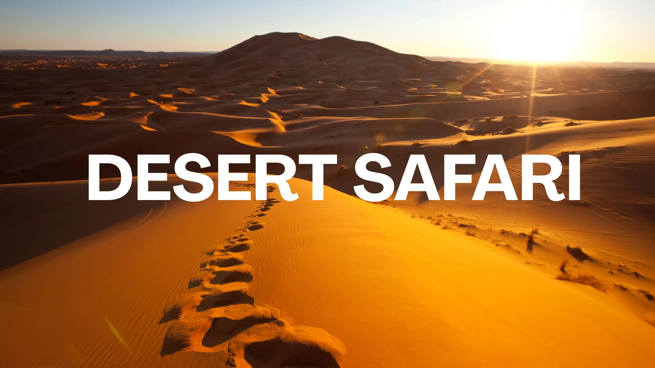 Is Safari Better in Dubai or Abu Dhabi?