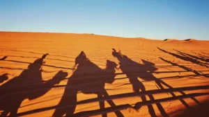 Experience the Desert safari