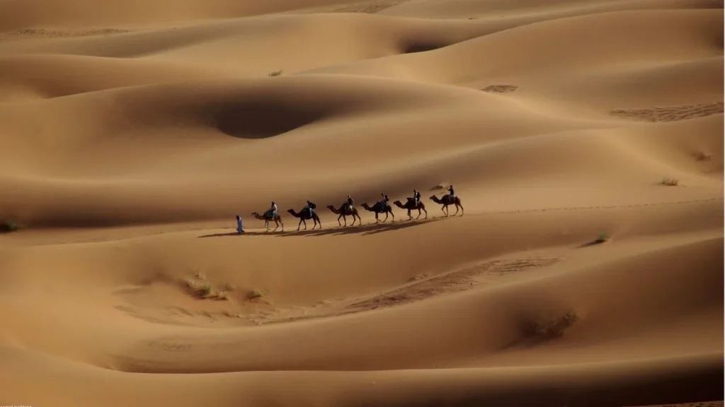Tourists enjoying a camel trekking safari in Abu Dhabi desert with a guide leading the way