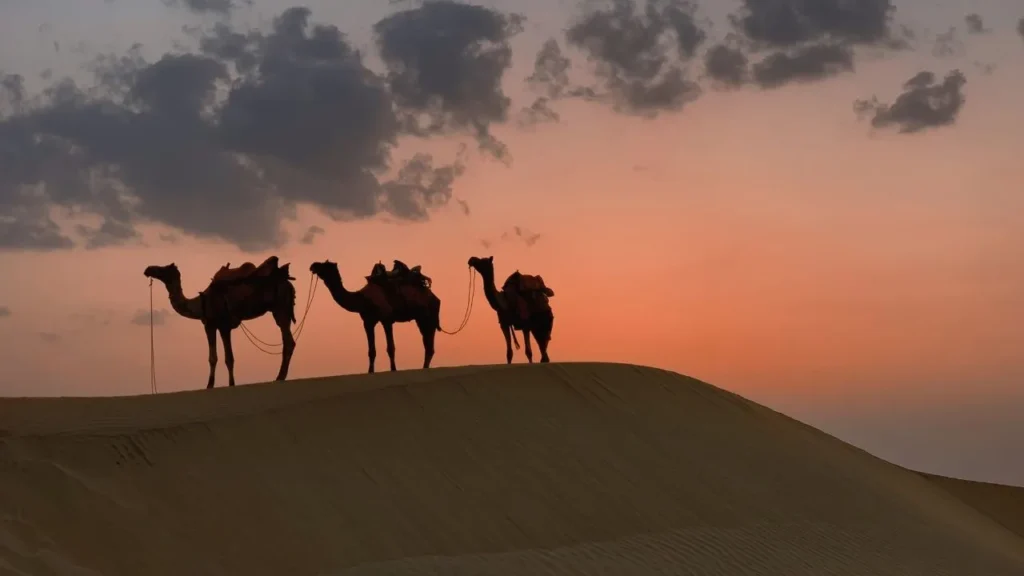 Three camels walking in the Abu Dhabi desert during morning sunrise